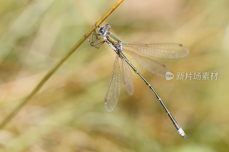 小翡翠豆娘(Lestes virens